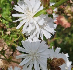 Cichorium Intybus 'Alba'